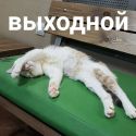 Бонус в ГТО грядёт большой – за нормативы выходной!